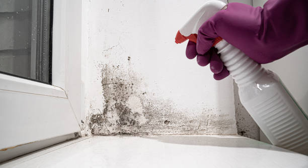 Best Water damage restoration mold remediation  in Trooper, PA